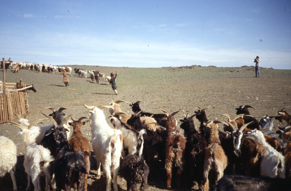 Tijdens het verblijf in de ger in de Gobi-woestijn